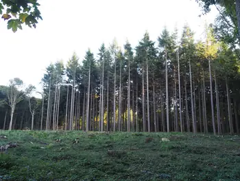 Vagevuurbos en Lippensgoed-Bulskampveld (België)